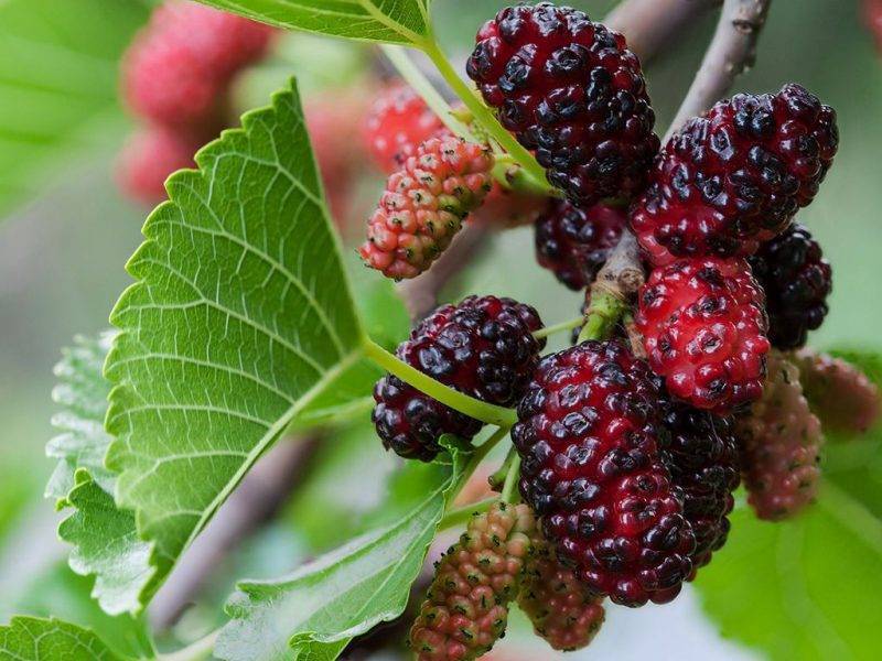 Шелковица купить саженцы из питомнике в Канске