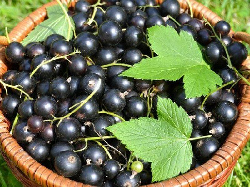Смородина купить саженцы из питомника в Канске