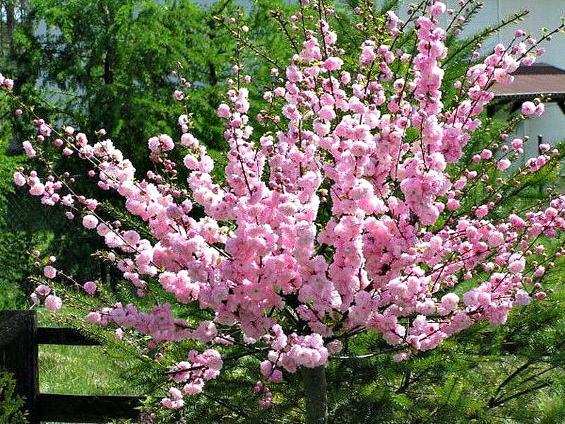 Миндаль купить саженцы из питомника в Канске