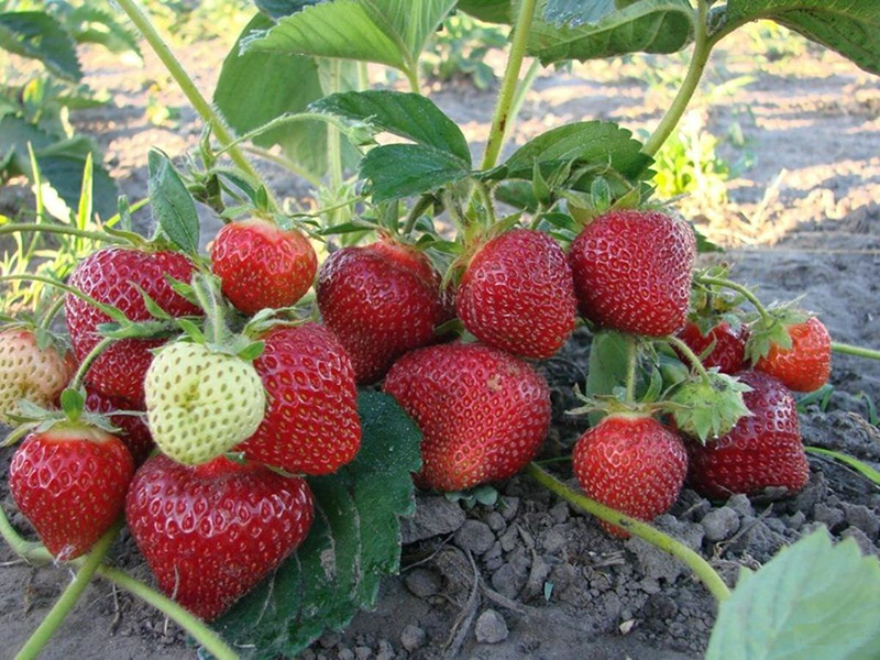 Клубника купить саженцы из питомника в Канске