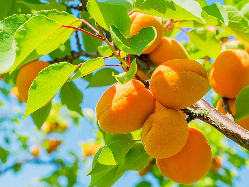 Абрикос купить саженцы из питомнике в Канске