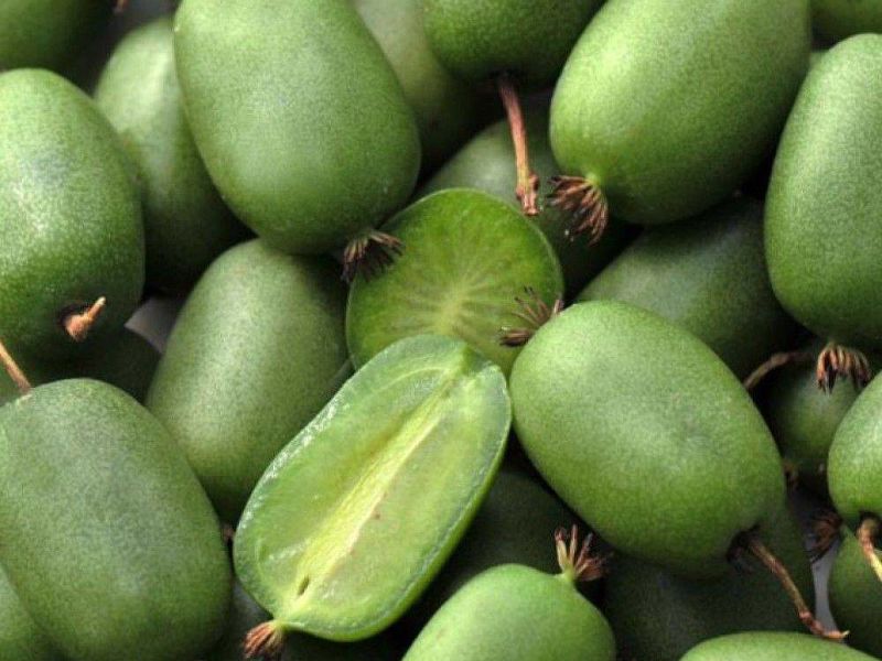 Актинидия купить саженцы из питомнике в Канске