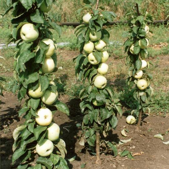Яблоня колоновидная "ИКША"