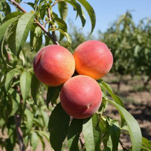 Персик "КОНДОР" ранний (срок созревания- июль)