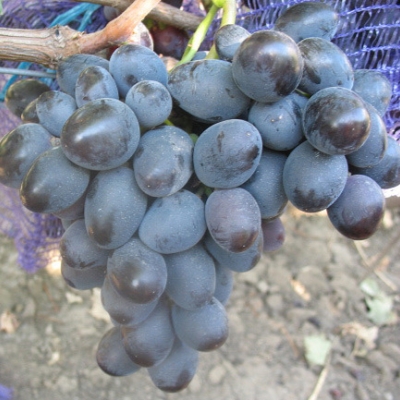 Виноград "МАВР"